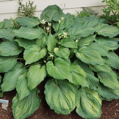 Hosta 'Guardian Angel'